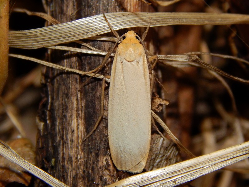 Falena da identificare